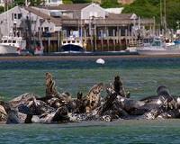 Cape Cod's gray seals attract sharks, causing summer beach closures