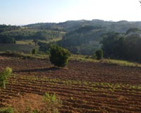 Fragmented Tropical Forests Store Less Biomass And CO2