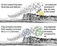 Microbes hitch a ride inland on coastal fog