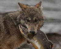 Washington State lets citizens name discovered wolf packs