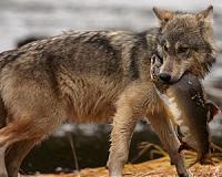 The unique ecology of human predators