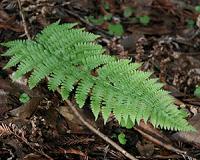 Study documents drought's impact on redwood forest ferns