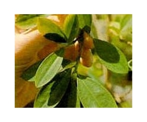 Leaf Characteristics Improves Accuracy Measuring Past Climates