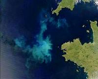 Ocean algae will cope well in varying climates