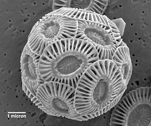 Carbon-sequestering ocean plants may cope with climate changes over the long run