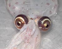 Persistent Man-Made Chemical Pollutants Found In Deep-Sea Octopods And Squids