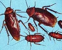 Cockroach King reigns as pest-killers discuss climate change