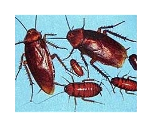 Implanted biofuel cell converts bug's chemistry into electricity