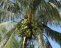 A tree or not a tree? India's Goa rows over coconut status