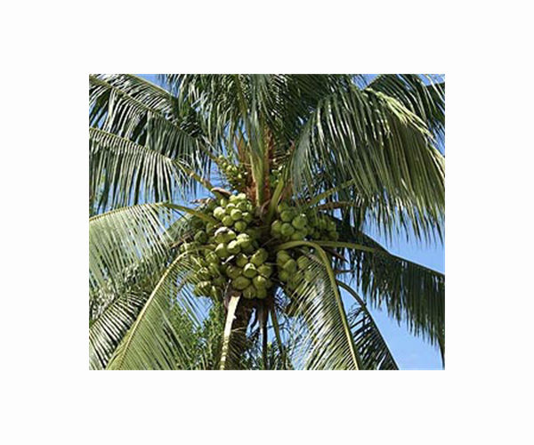 Guadeloupe to fell iconic coconut palms