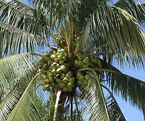 Haiyan to hit Philippine coconut oil exports: industry official