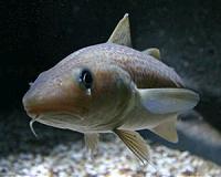 NOAA scientists breed Arctic cod in the lab