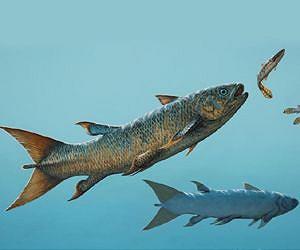 New coelacanth find rewrites history of the ancient fish