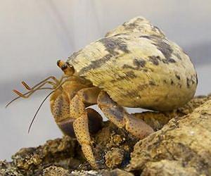 Humidity increases odor perception in terrestrial hermit crabs
