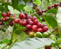 Green Coffee-Growing Practices Buffer Climate-Change Impacts