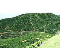 Brazil drought brews trouble for coffee market