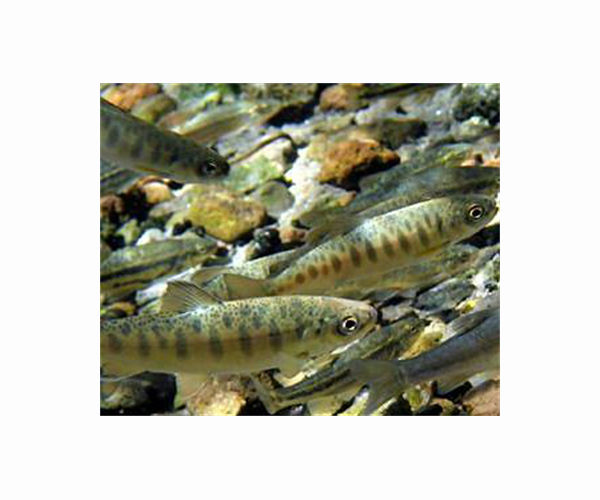Thousands of salmon escape truck crash into nearby river