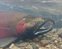 Climate change projected to drive species northward