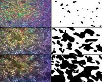 Cold crystallization has a dual nature