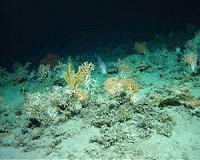 Marine mathematics helps to map undiscovered deep-water coral reefs
