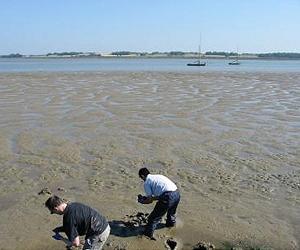 Vital Role For Bacteria In Climate-Change Gas Cycle