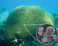 Invasive microbe protects corals from global warming, but at a cost
