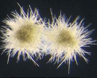 Climate change will irreversibly force key ocean bacteria into overdrive