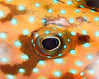 Animals have it all over us when it comes to color