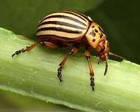 Crop pests outwit climate change predictions en route to new destinations