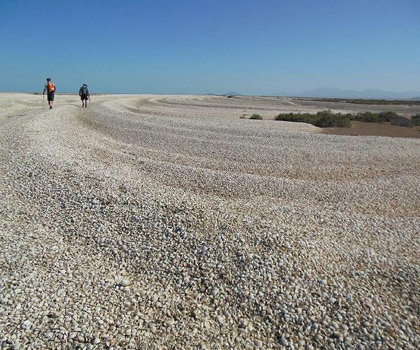 Spain's Galicia struggles with mass shellfish die-off