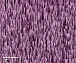 Sifting Liquid at the Cellular Level