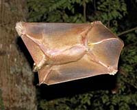 Flying Lemurs Are The Closest Relatives Of Primates