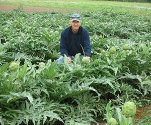 Artichokes grow big in Texas