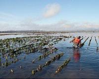 Oyster populations at risk as climate change transforms ocean ecosystems