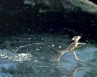 Newly discovered 48-million-year-old lizard walked on water in Wyoming