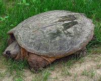 Lake Michigan turtles used as pollution barometer