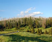 Dried mushrooms may slow global warming