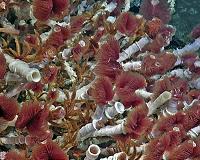 Hydrothermal vents, methane seeps play enormous role in marine life, global climate