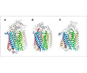 New study sheds light on evolutionary origin of oxygen-based cellular respiration