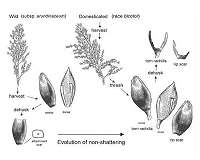 Earliest evidence for a native African cultigen discovered in Eastern Sudan