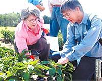 Compost Reduces P Factor In Broccoli, Eggplant, Cabbage Trial