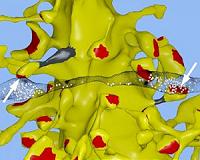 Memory capacity of brain is 10 times more than previously thought