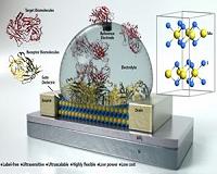 Ultrasensitive Biosensor from Molybdenite Semiconductor Outshines Graphene