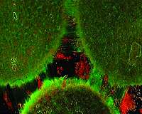 Multiregional brain on a chip
