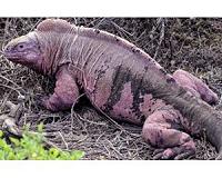 Fears for pink iguanas as Galapagos volcano erupts