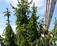 Trees trade carbon among each other