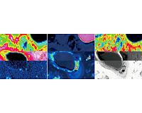 Towards decommissioning Fukushima: 'Seeing' boron distribution in molten debris