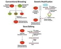 Scientist calls for renewed debate on plant breeding technologies