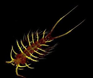 Ocean Census Reveals Life Rich, Connected, Altered World
