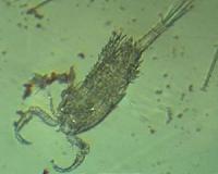 Waters are more polluted than tests say